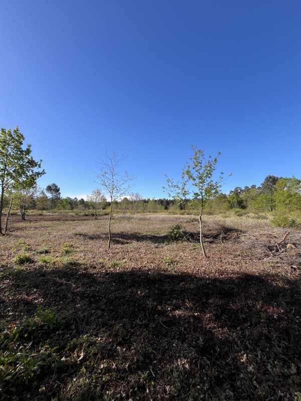 Boyage Forestier obligation légal de debrouissaillement sur saint Médard en Jalles 