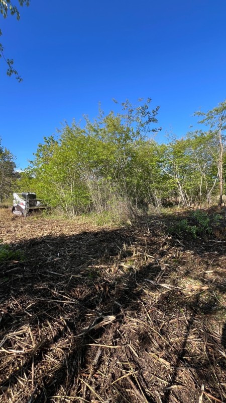 Boyage Forestier obligation légal de debrouissaillement sur saint Médard en Jalles 