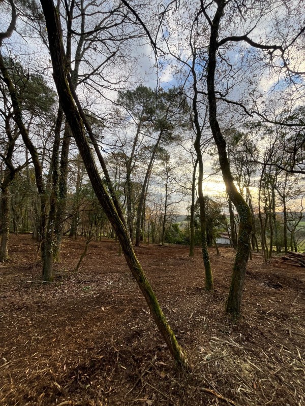 Défrichage de terrain et broyage sur la commune de Lignan de Bordeaux 