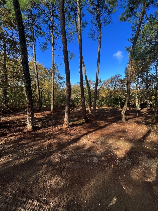 Broyage Forestier sur la commune de Cénac en Gironde proche de bordeaux