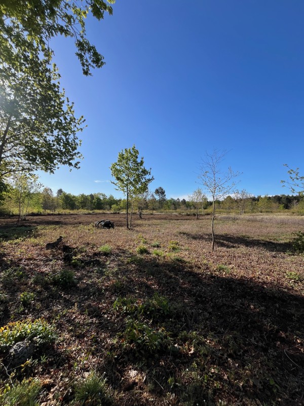 Boyage Forestier obligation légal de debrouissaillement sur saint Médard en Jalles 