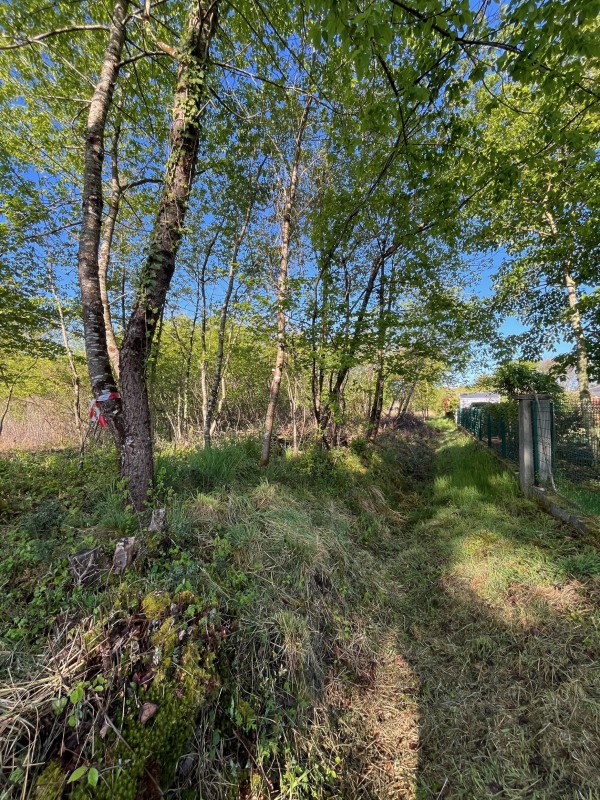 Boyage Forestier obligation légal de debrouissaillement sur saint Médard en Jalles 