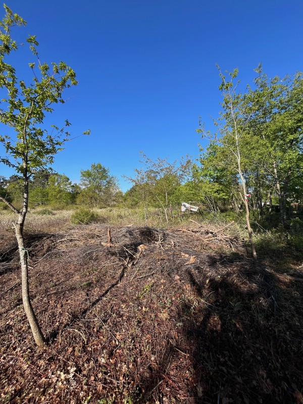 Boyage Forestier obligation légal de debrouissaillement sur saint Médard en Jalles 