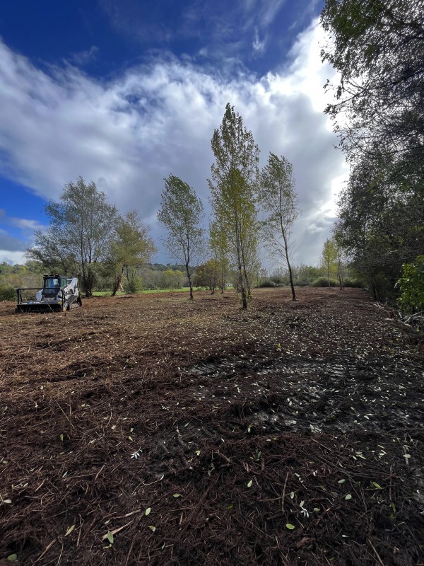 Broyage Forestier d'un terrain à Bordeaux en Gironde