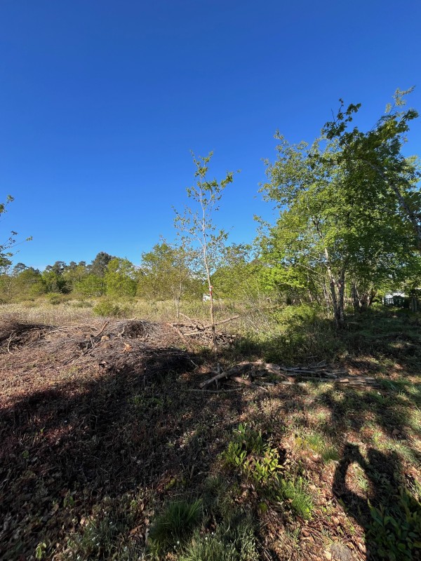 Boyage Forestier obligation légal de debrouissaillement sur saint Médard en Jalles 