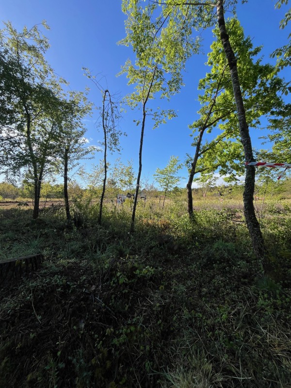 Boyage Forestier obligation légal de debrouissaillement sur saint Médard en Jalles 