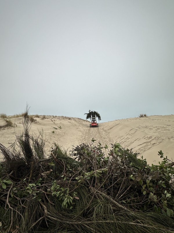 Entretien forestier en Gironde dessouchage et broyage forestier