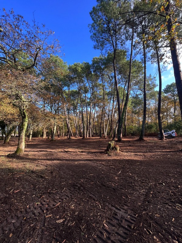 Broyage Forestier sur la commune de Cénac en Gironde proche de bordeaux