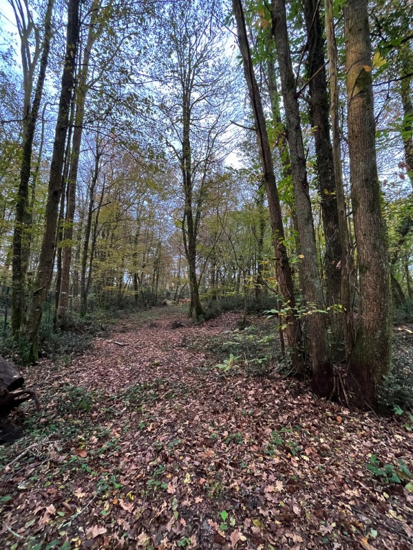 Broyage Forestier sur la commune de Cénac en Gironde proche de bordeaux