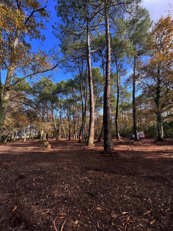 Broyage Forestier sur la commune de Cénac en Gironde proche de bordeaux