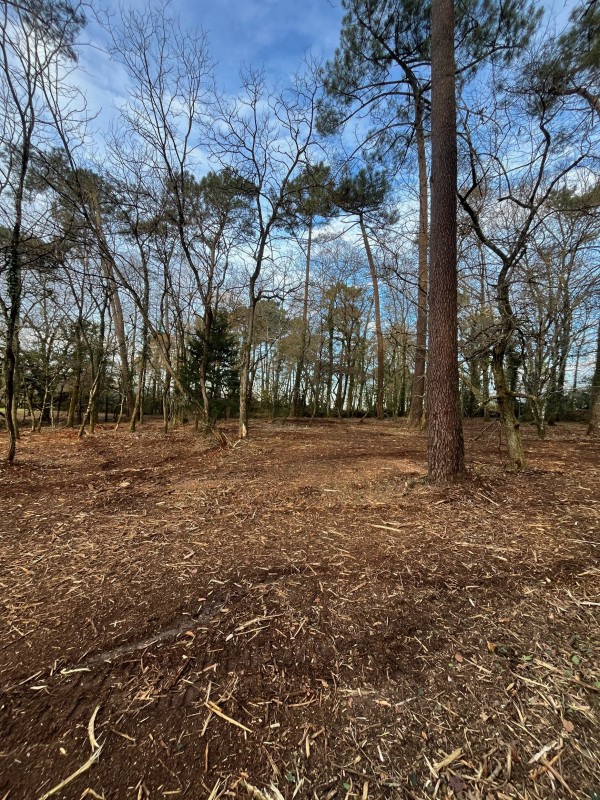 Défrichage de terrain et broyage sur la commune de Lignan de Bordeaux 