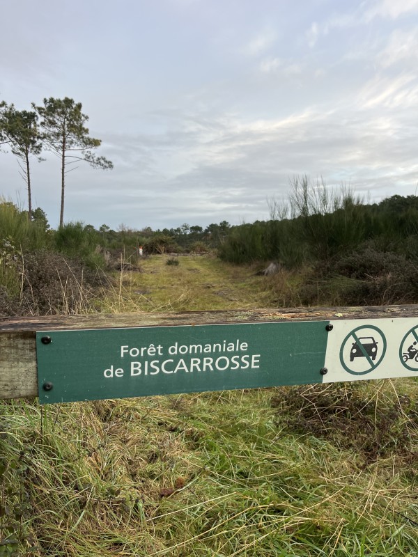 Travaux forestier en Gironde, renforcement digue et plage 
