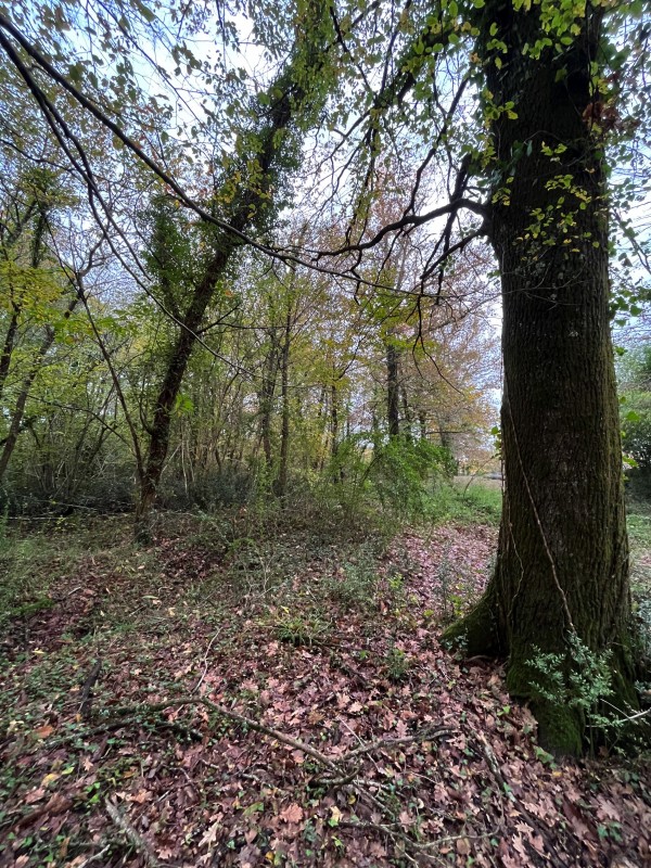 Broyage Forestier sur la commune de Cénac en Gironde proche de bordeaux