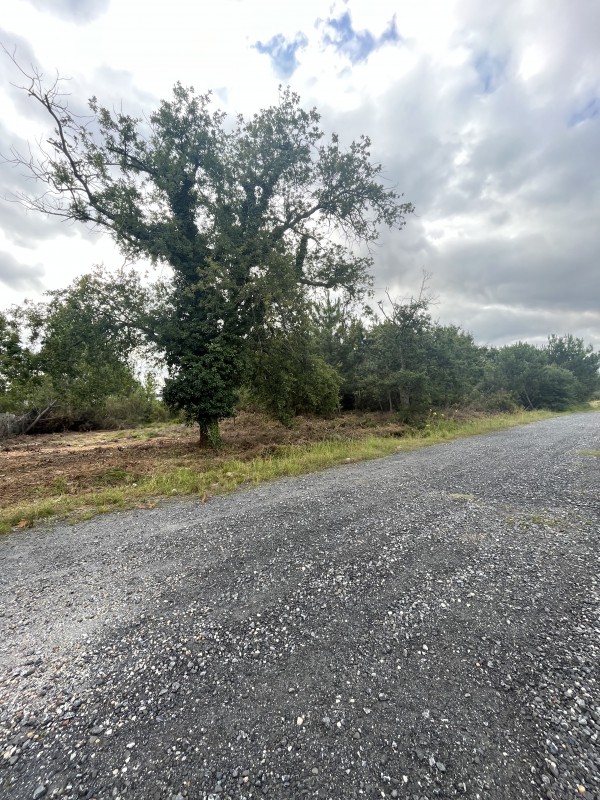Location chargeuse compacte à chenille pour broyage forestier à La Teste-de-buch en Gironde